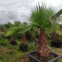 فروش پالم واشنگتن تنه یک متری|خدمات باغبانی و درختکاری|چابکسر, |دیوار