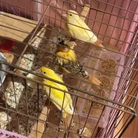 قناری خونگی