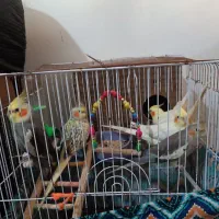 طوطی عروس|پرنده|رشت, تازه آباد|دیوار
