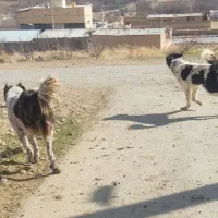 سگ قهدریجانی