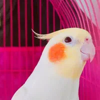 طوطی عروس هلندی لوتینو|پرنده|رشت, نخودچر|دیوار