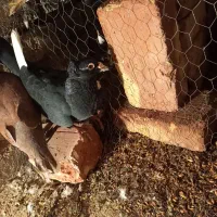 نر پلنگ کاکل