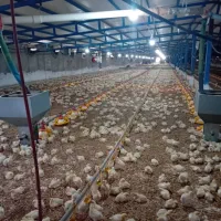 جذب نیرو در مرغداری