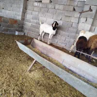 بز نر 2500000