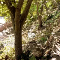 چوب|گل و گیاه طبیعی|جوانرود, |دیوار