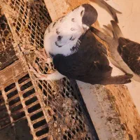 ماده ساده سیاه افشون پاک پاک