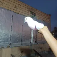 کفتر زیر کت رنگی پاپر گمشده|حیوانات|فردوسیه, |دیوار