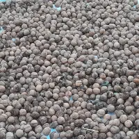 گردو