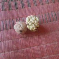 گردوی درجه یک هر پره ش اندازه یک گردوی معمولیه