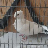 کبوتر|پرنده|شاهین‌شهر, عطار|دیوار