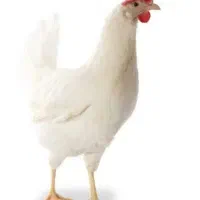 مرغ تخمگذار سفید