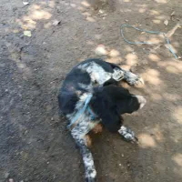 یک قلاده توله نر ستر شکاری|سگ|املش, |دیوار