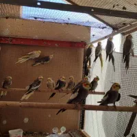 کوتوله و عروس هلندی