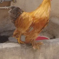 خروس برهما
