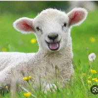 قوچ همو و بره ماده هترو