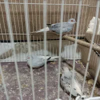 قناری الماسی مولد