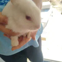 خرگوش خانگی