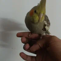 دوعدد عروس هلندی