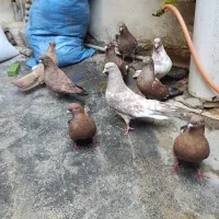 کبوتر کله ای