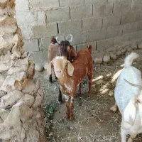 کهره
