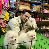 سگپامرانین.اصل وارداتی|سگ|تهران, هوانیروز|دیوار