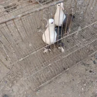 یک جفت کله سفید|پرنده|سبزوار, قصبه اب یمین|دیوار