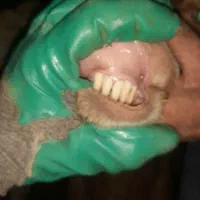 پز و برخ|حیوانات مزرعه|دهگلان, |دیوار