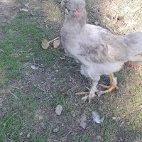 تخم مرغ تازه و نطفه دار|حیوانات مزرعه|کوچصفهان, |دیوار