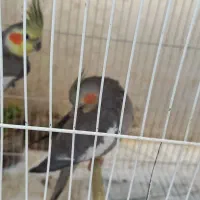 جفت عروس هلندی مولد دستی همراه تخم به فروش میرسد|پرنده|گلبهار, شهر جدید گلبهار|دیوار