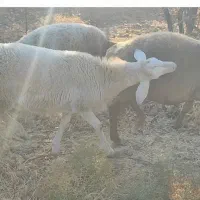 بره قوچ چینی