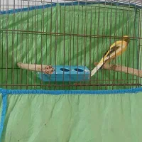 قناری نر ابلق پرتقالی