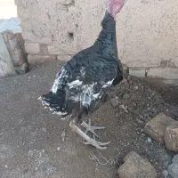 یک عدد بوقلمون نرفروشی