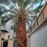 حیاط دربست|اجارهٔ خانه و ویلا|تهران, خاوران|دیوار