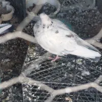 کبوتر آس|پرنده|دلیجان, |دیوار