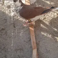 ساعت مچی و کفتر ساده افشون و چپ کاکل