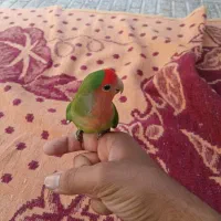 گرینچیک و کوتوله|پرنده|خمینی‌شهر, |دیوار