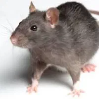 سمپاشی موریانه و سوسک تضمینی و قطعی با ضمانت نامه|خدمات نظافت|ایلام, |دیوار