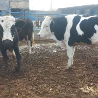 گوساله نر سیمینتال|حیوانات مزرعه|قزوین, |دیوار