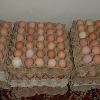 تخم مرغ بومی گلپایگانی اصل|خوردنی و آشامیدنی|اصفهان, جوزدان الیادران|دیوار
