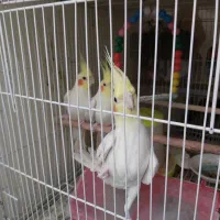 عروس هلندی لوتینو