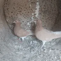 خوشرنگ زرد یال چپ|پرنده|کوه چنار, |دیوار