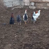 انواع اردک.خروس‌.مرغ.بوقلمو.