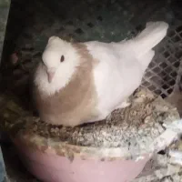 طوقی|پرنده|سارال, |دیوار