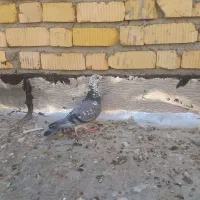 کفتر بزک سینه سفید ماده