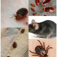 سمپاشی سم پاش ساس سوسک کنه موش تضمینی تمام نقاط