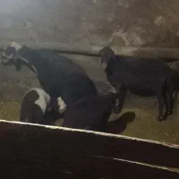 میش بره