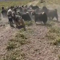 بز داشتی ابستن وکهره