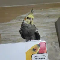 گمشده|پرنده|خرمشهر, |دیوار