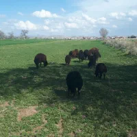 ۱۰تا بره نر سالم و سرحال مناسب برای نگهداری