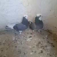 کبوتر خوشگل جفت شهرستانی
